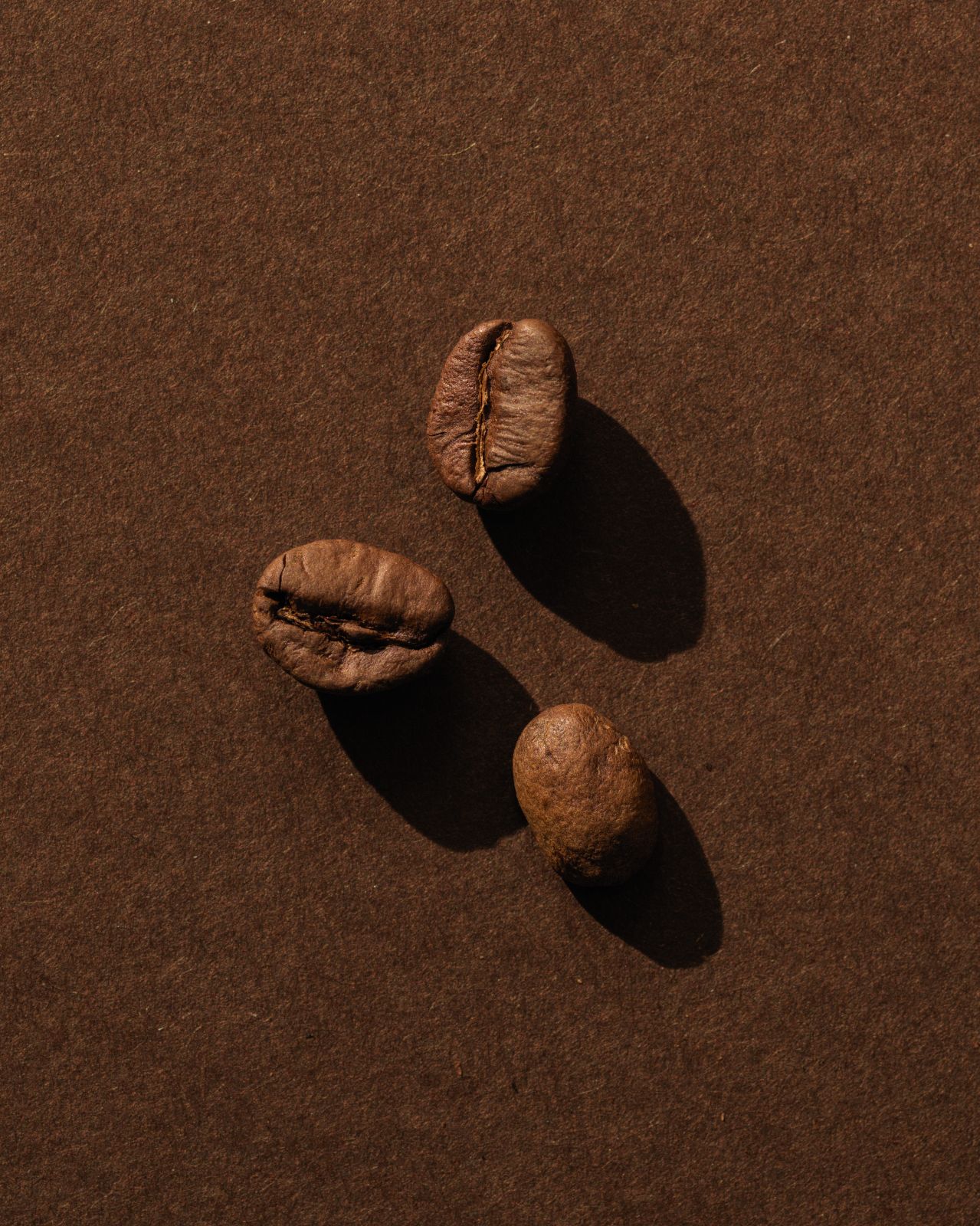 A close up of three Dark woods roasted coffee beans on a dark brown background. Warm still life lighting and shadows.